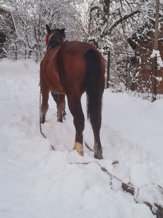Vând mânza  vârsta 2 ani jumate