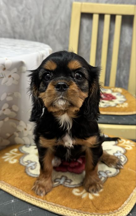 Кавалер чарльз кинг спаниель девочка