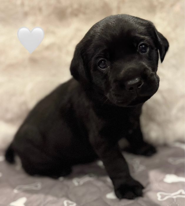 Labrador retriever 1200 lei