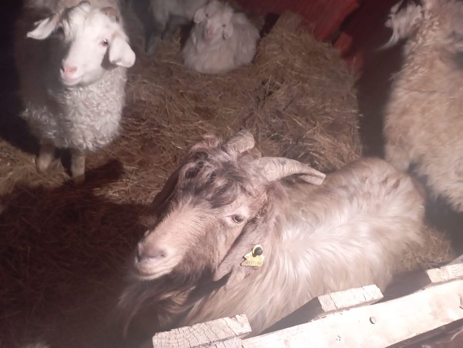 Срочно продам коз