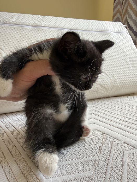 Отдам котят в хорошие руки, все девочки