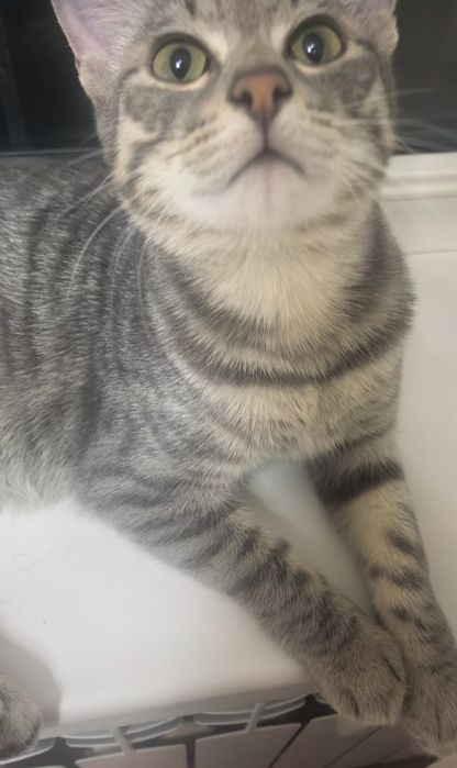 Котёнок, кошка. Мысық, марғау.