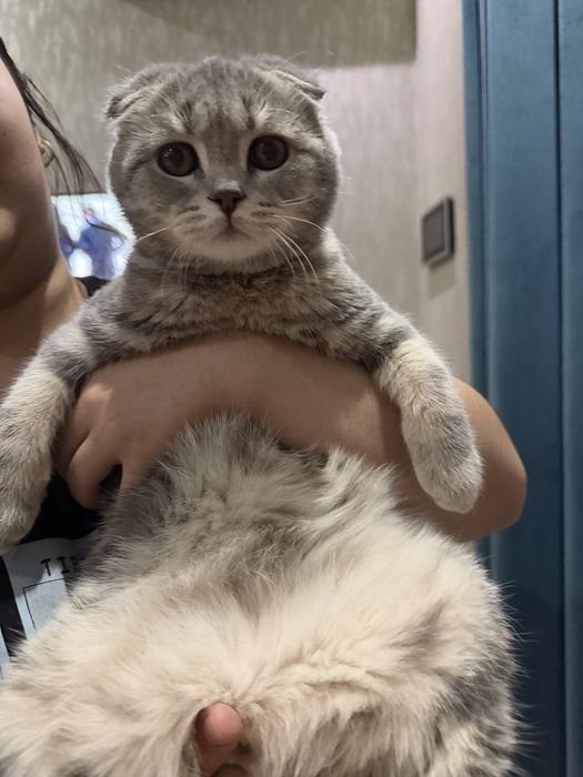 Srochna mushugimmi sotaman. Skottish fold toza paroda