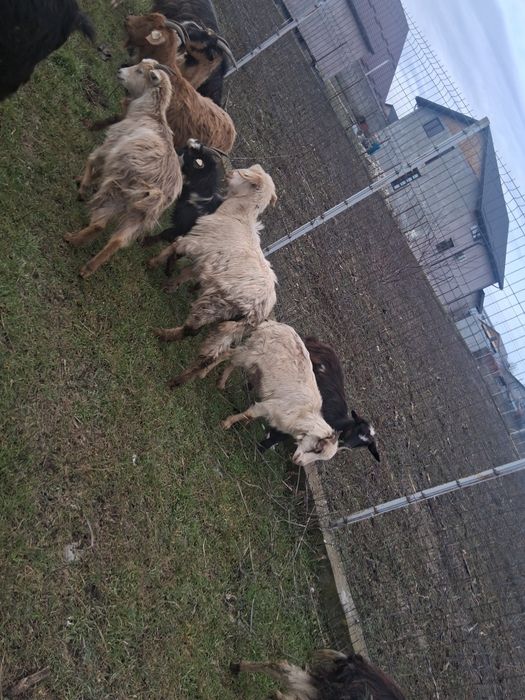 Iezi de vanzare aprox 35-40 bucăți