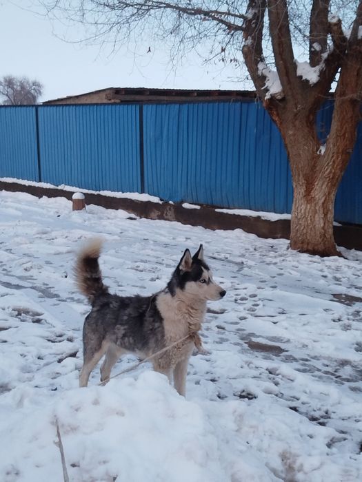 Еркек Хаски сатылады