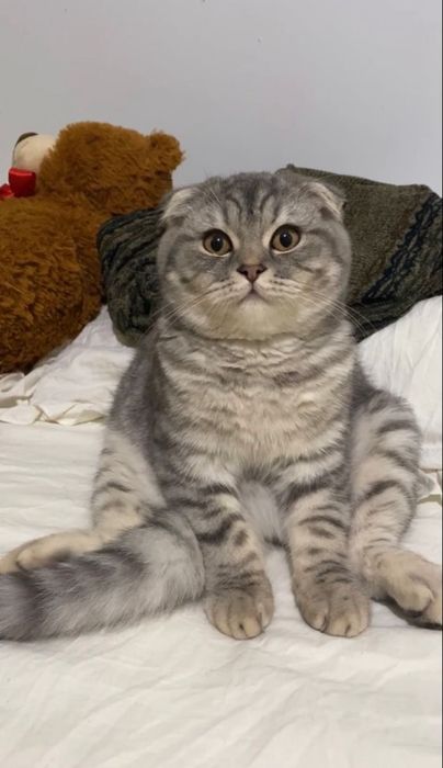 Кот порода :скотиш фолд.