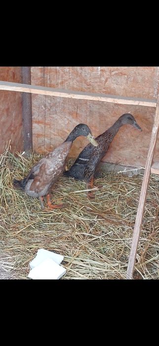 Rate indiene pereche