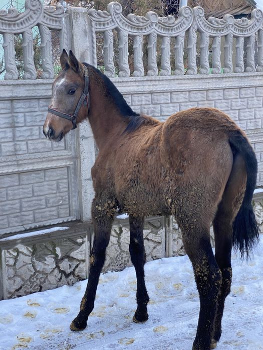 Линиясы зор жабағылар