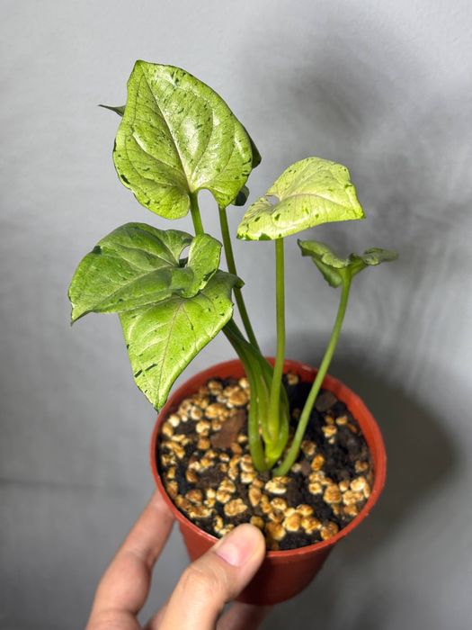 Сингониум grey ghost