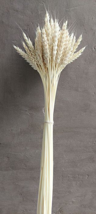 Колосья для интерьера. Сухоцветы.