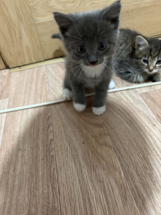Отдам котят в хорошие руки