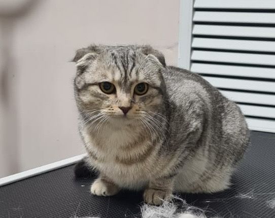Продам шотландскую кошку
