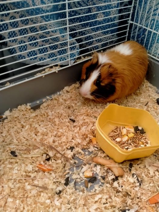 Морская свинка  продам Караганда