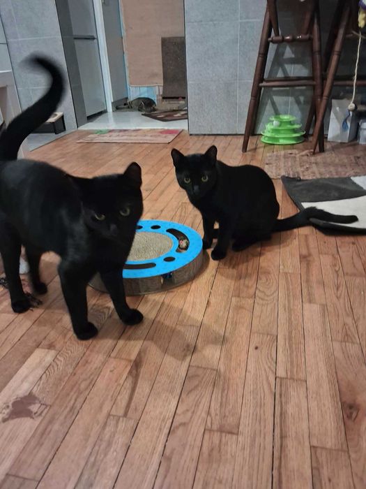 Две братчета на 7 м. търсят любящ дом