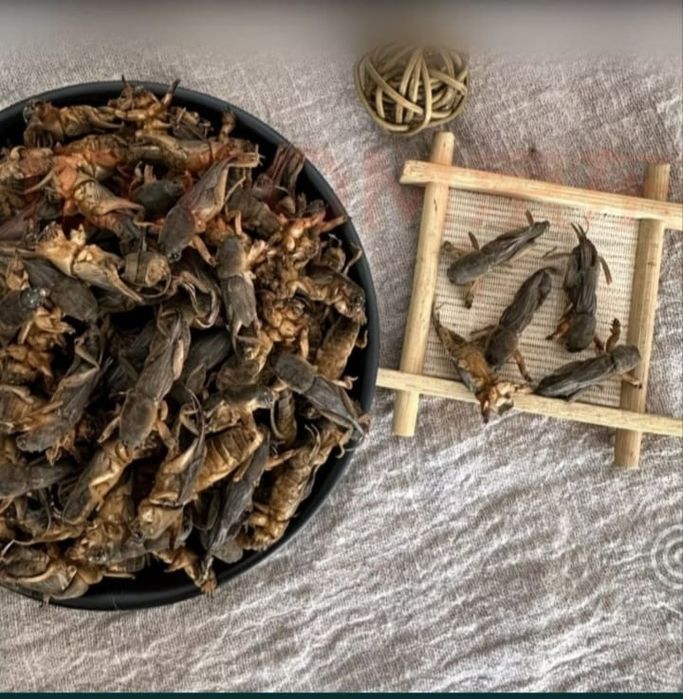 Медведки азиатская от туберкулёза