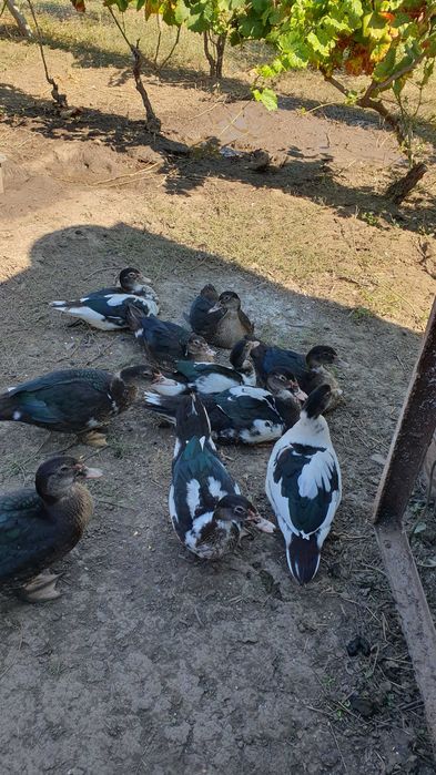 Vand rate de anul asta crescute doar cu porumb si verdeata Iasi