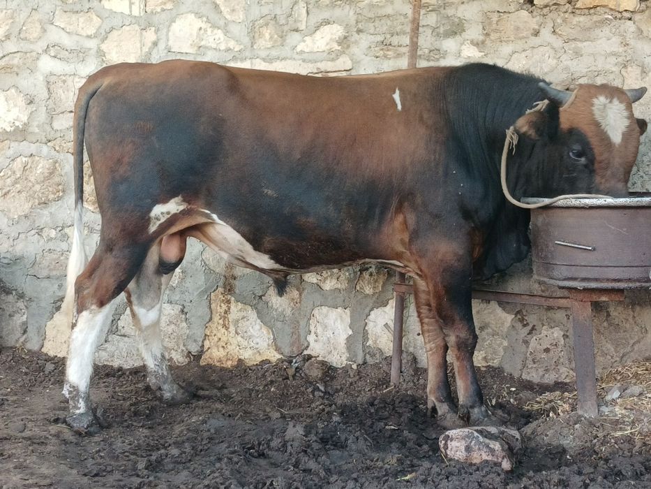 Yaxshi boqilgan buqa
