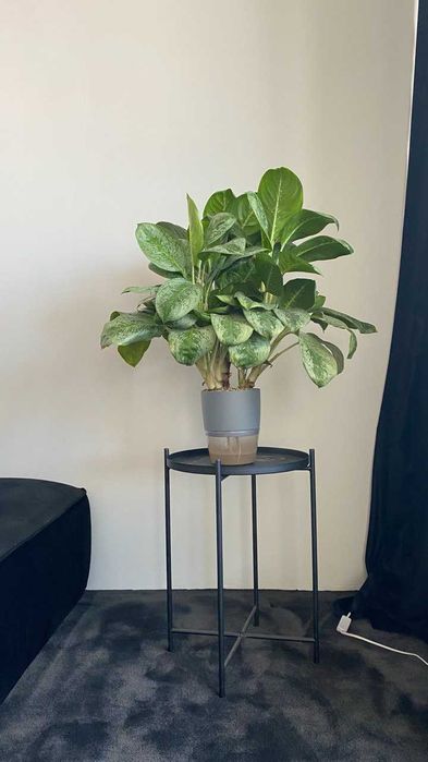 Аглаонема Лемон Минт, 75 см, 5 ростов