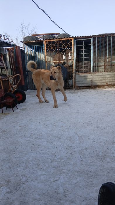 Продажа щенка год и два месяца