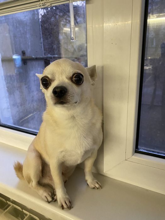 Вязка чихуахуа - кобель 5 лет