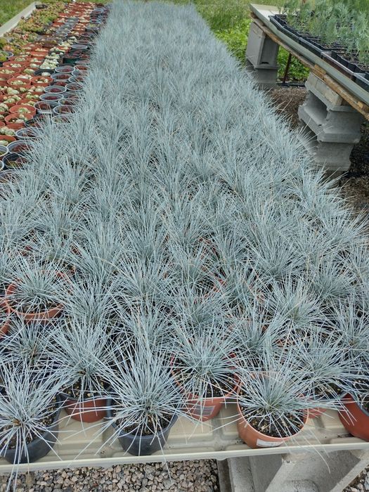 Producator vand diferite plante ornamentale