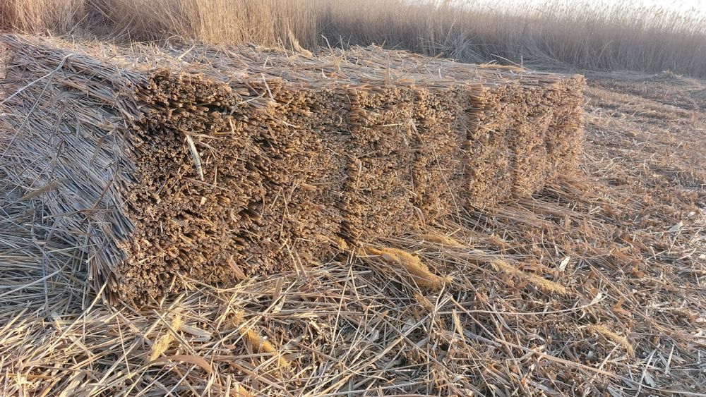 Қамыс Камышы Маты