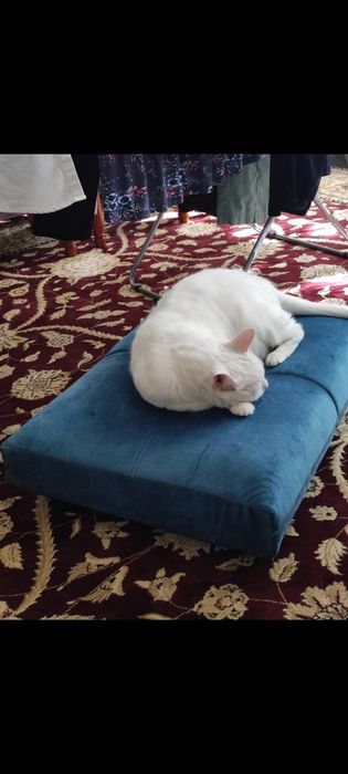 Кот, кошка, мысық