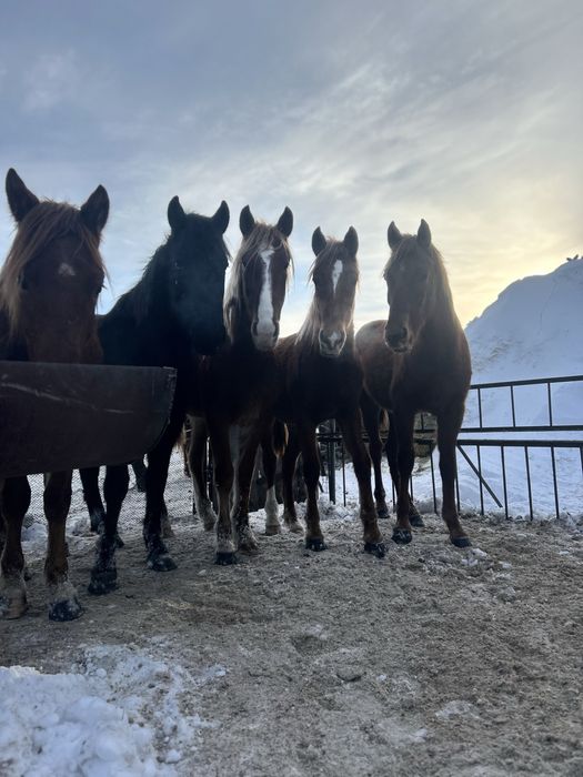 Продаются упитанные тайчики