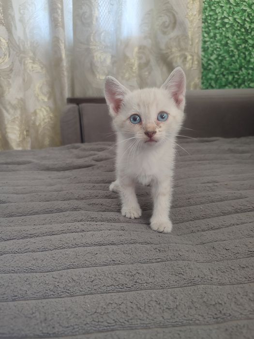 Отдам котят 1.5 мес