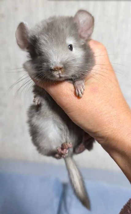 Шиншиллы девочка и мальчики