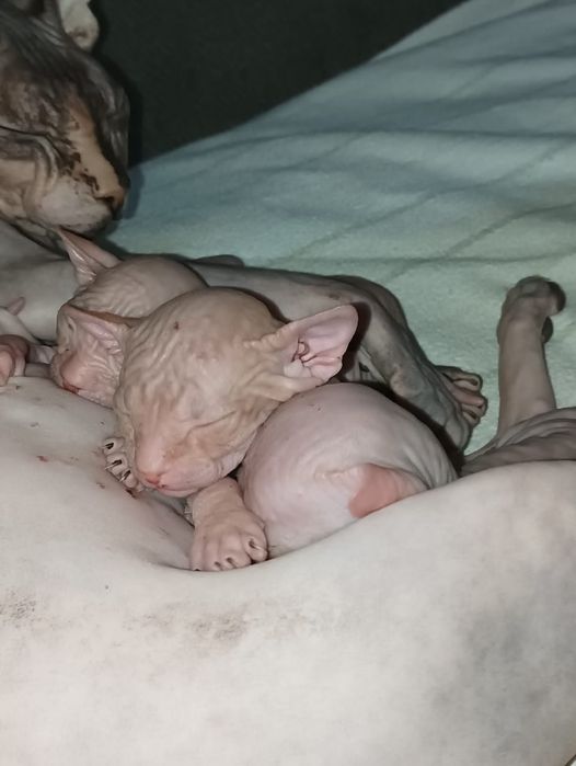 Канадский сфинкс