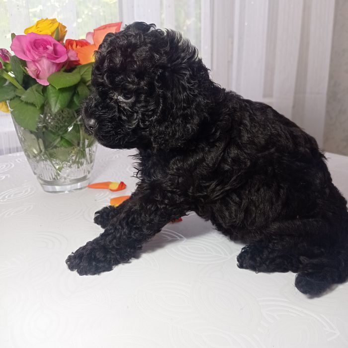 Продам щенка пудель.