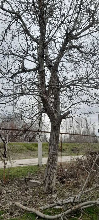 Продам дерево орех, цена за одну машину 2500 тыс сум.