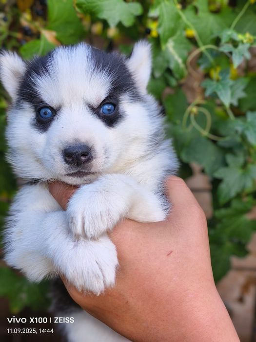 Очаровательные щенки сибирской хаски.