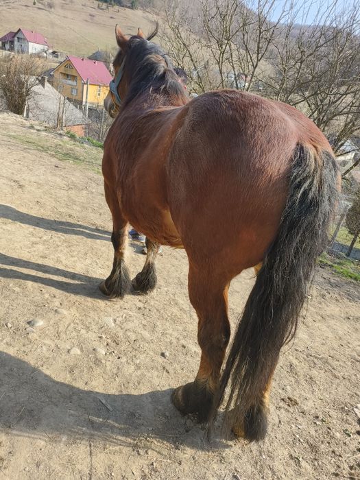 Vând cal frumos și cuminte