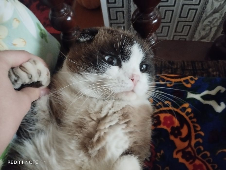 Продается породистый кот веслоухий 9 месяцев