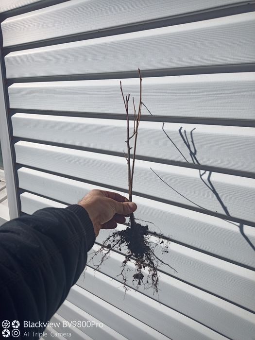 Саженцы черёмухи