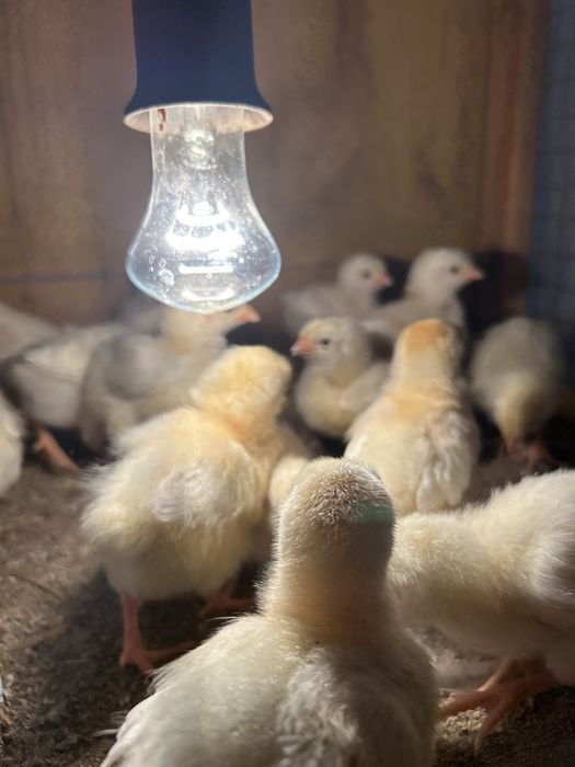 Продам цыплят породы Адлер