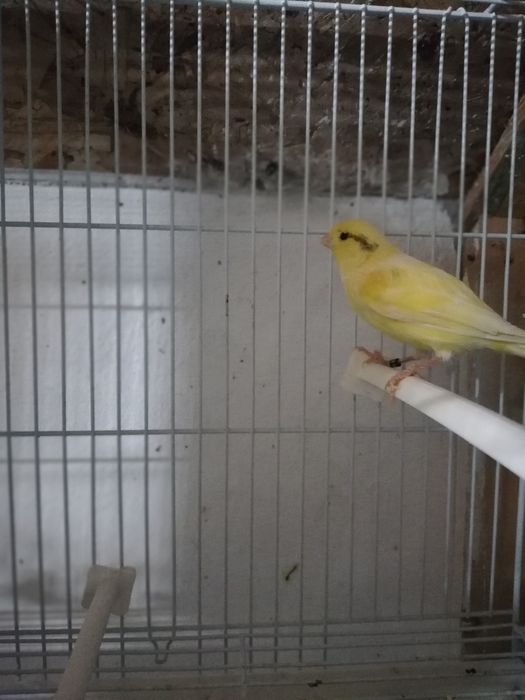 Canari  diferite  culori