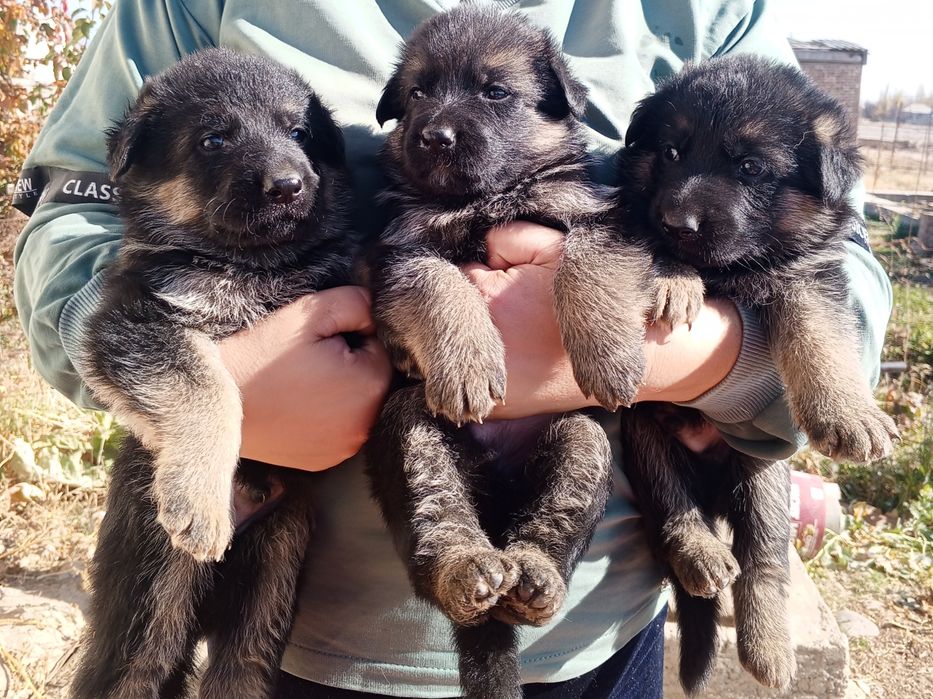 Продаются щенки немецкой овчарки