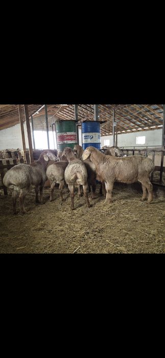 Арашан қошқарлар - Арашан кочкары