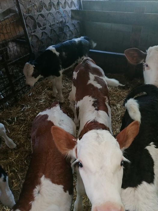 Vând viței sugari una trei săptămâni