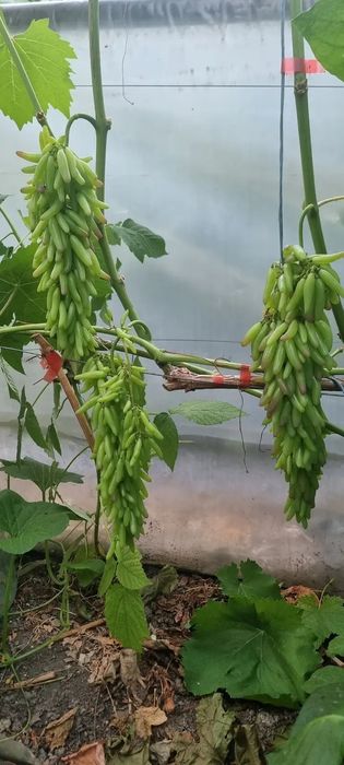 Butași de vie halloween