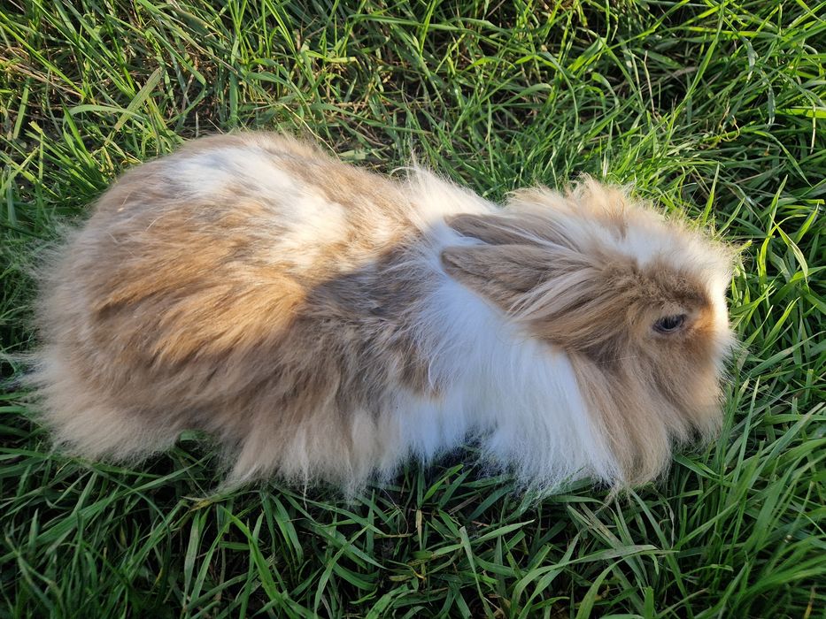 Vând 4 iepuri 3 masculi și o femela