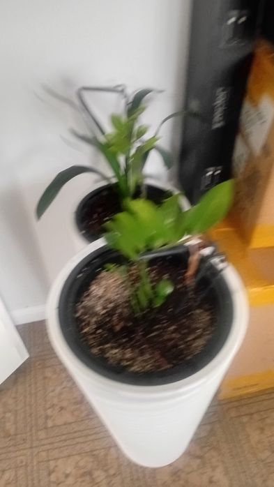 Продам цветы домашние