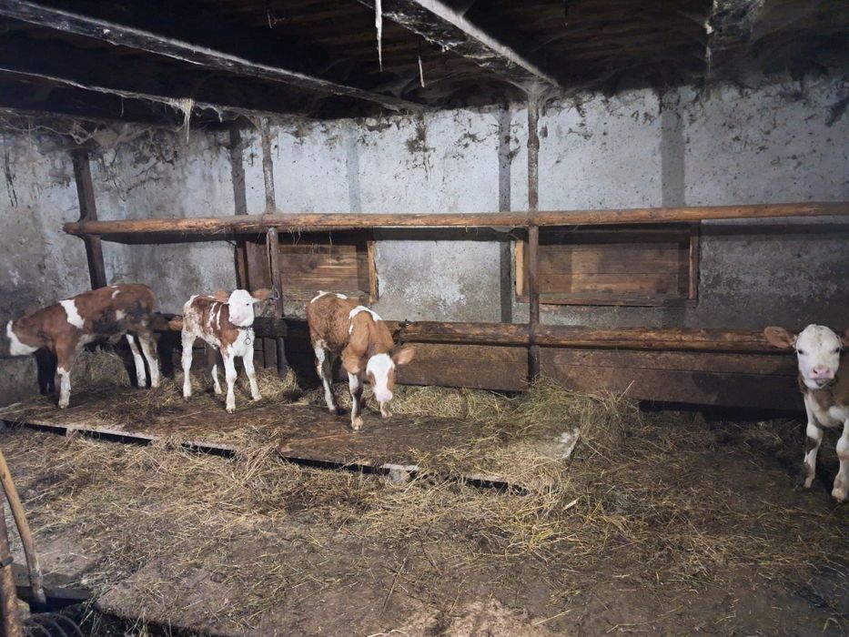 Viței de vânzare
