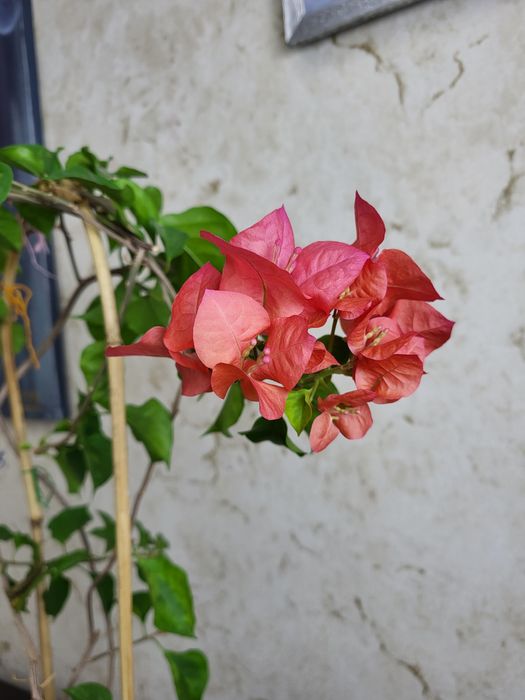 Бугенвилии трех видов