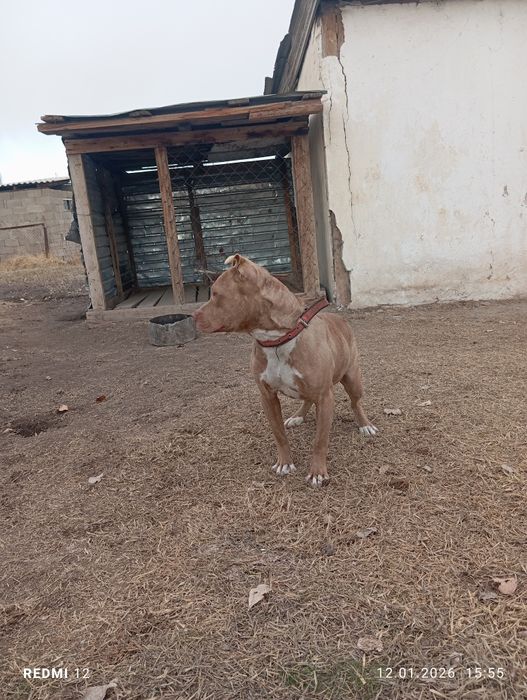 Пит, питбуль, Питбультерьер