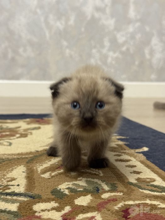 Котята одномесячные от скотиш фолд