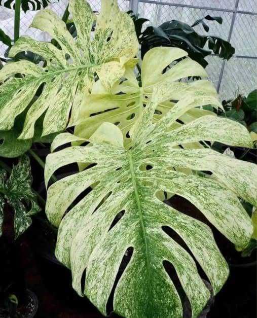 Редки Monstera и Philodendron